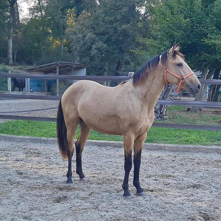 Repos Rouge-Plaisir Au Milieu Des Chevaux Apartment Kembs ภายนอก รูปภาพ