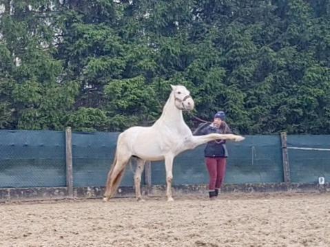 Repos Rouge-Plaisir Au Milieu Des Chevaux Apartment Kembs ภายนอก รูปภาพ