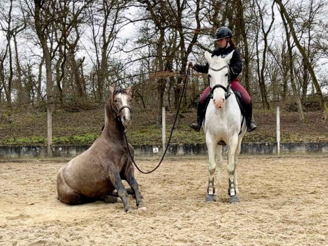 Repos Rouge-Plaisir Au Milieu Des Chevaux Apartment Kembs ภายนอก รูปภาพ