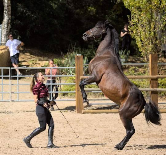 Repos Rouge-Plaisir Au Milieu Des Chevaux Apartment Kembs ภายนอก รูปภาพ