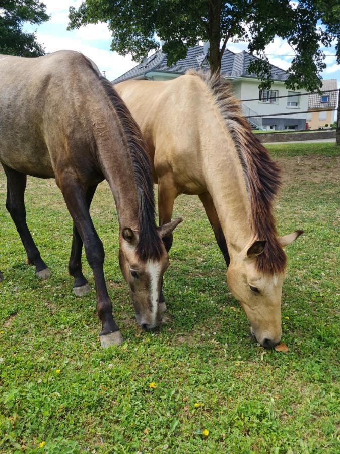 Repos Rouge-Plaisir Au Milieu Des Chevaux Apartment Kembs ภายนอก รูปภาพ